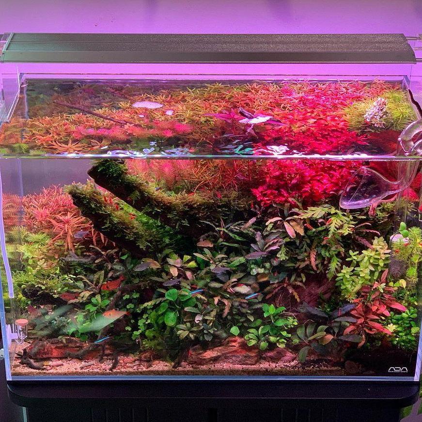 WEEK AQUA Luz LED Vívida para  - Marine Aquarium Led Lights reseña y precio